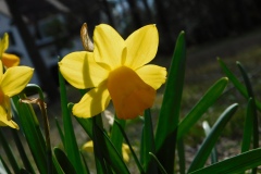 Daffoldils