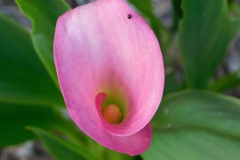 Calla Lily's