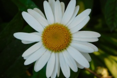 Daisies