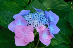 Hydrangeas