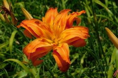 Tiger Lily's