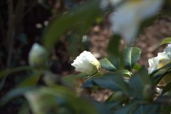 Camillias